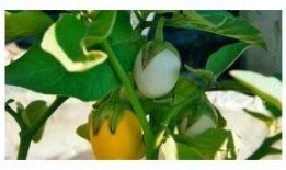 甜瓜最新爆料,揭秘娱乐圈最新热点事件